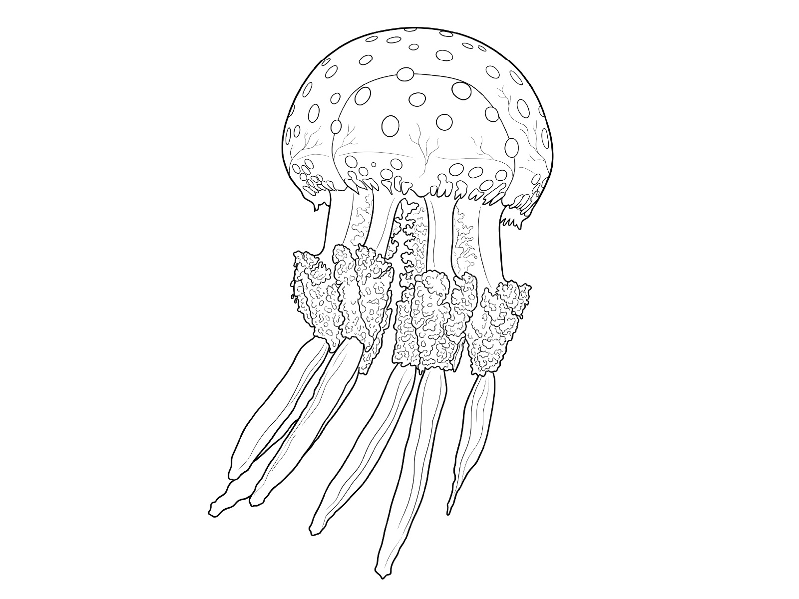 タコクラゲの無料塗り絵イラスト（知育・高齢者レク用）