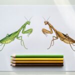 カマキリはなぜ緑と茶色がいるの？塗り絵で色を選ぶ前に