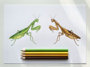 カマキリはなぜ緑と茶色がいるの？塗り絵で色を選ぶ前に