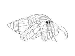 ヤドカリの無料塗り絵イラスト（知育・高齢者レク用）