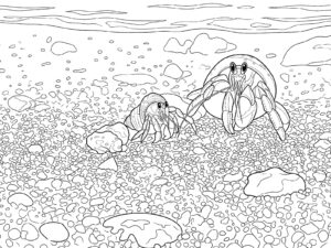 ヤドカリ５の無料塗り絵イラスト（知育・高齢者レク用）