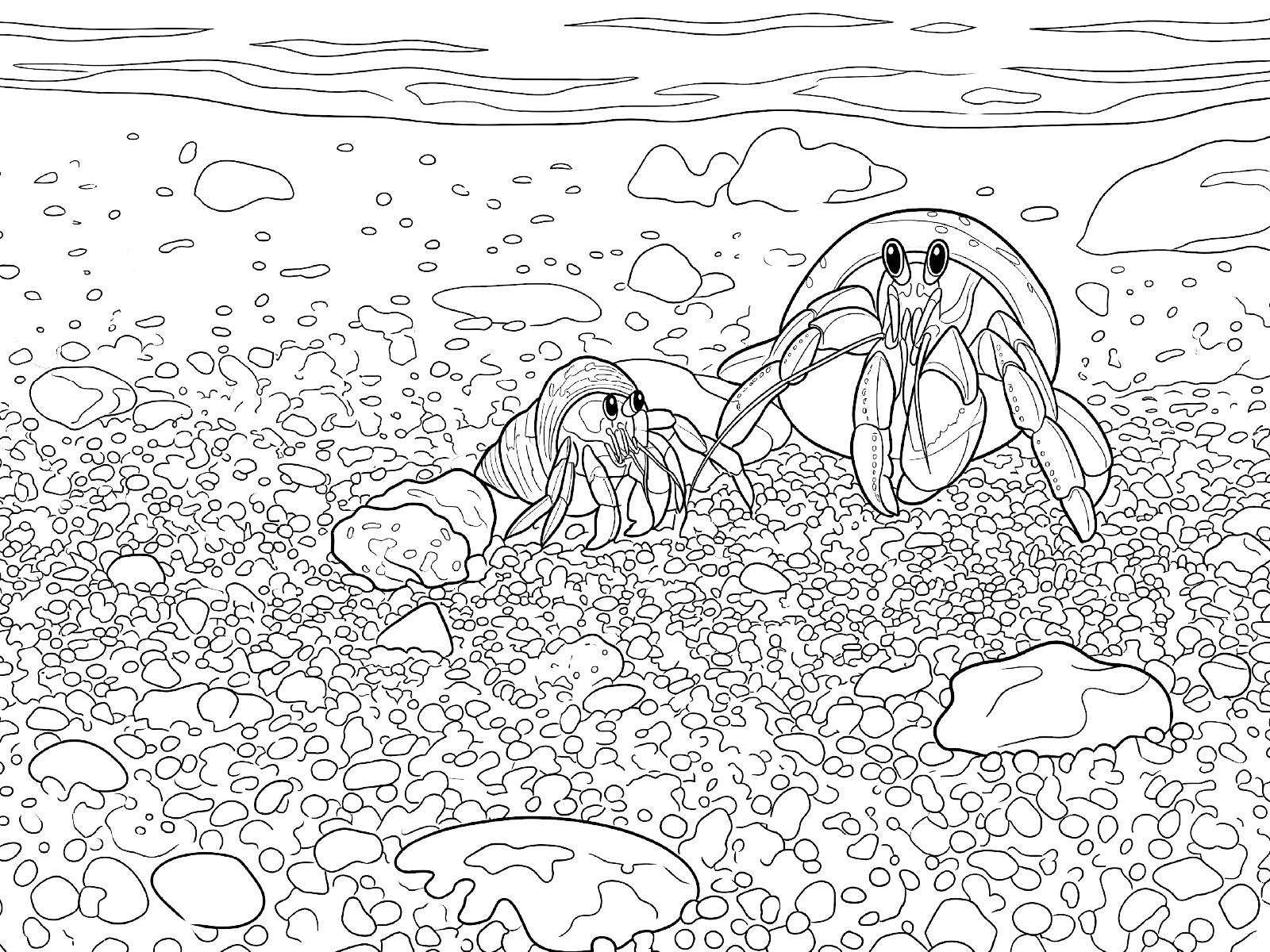 ヤドカリの無料塗り絵イラスト（知育・高齢者レク用）