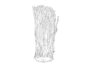 Free printable Enoki mushroom coloring page
