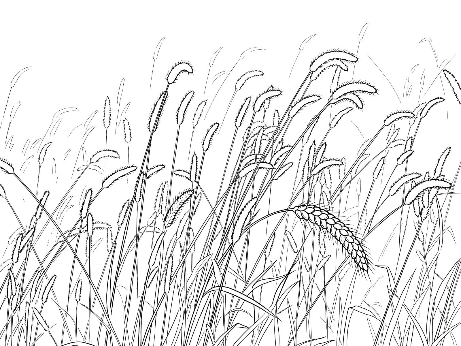 Free printable Foxtail field coloring page