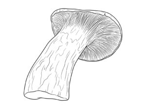 Free printable King oyster mushroom coloring page