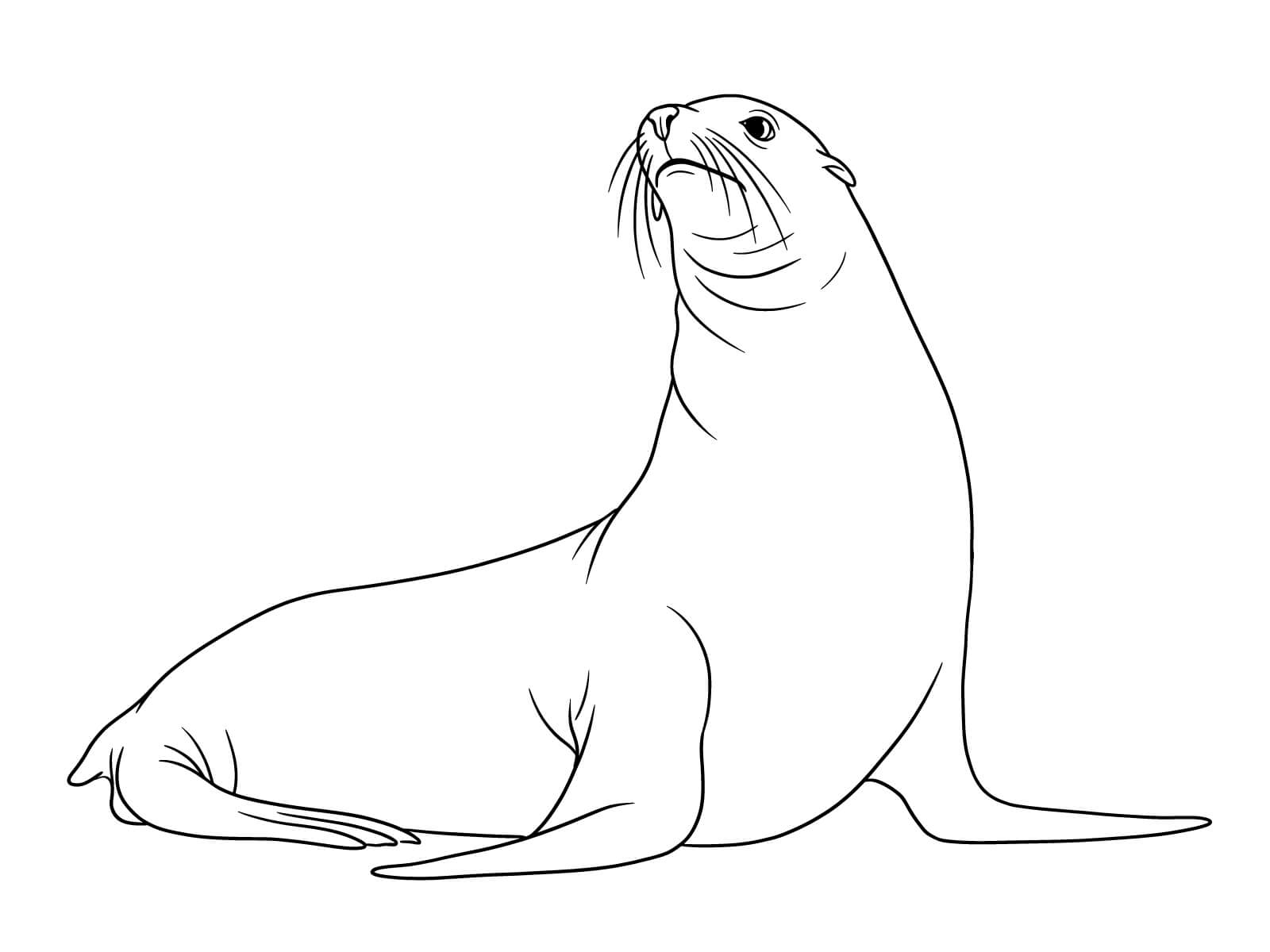 Free printable Fur seal coloring page