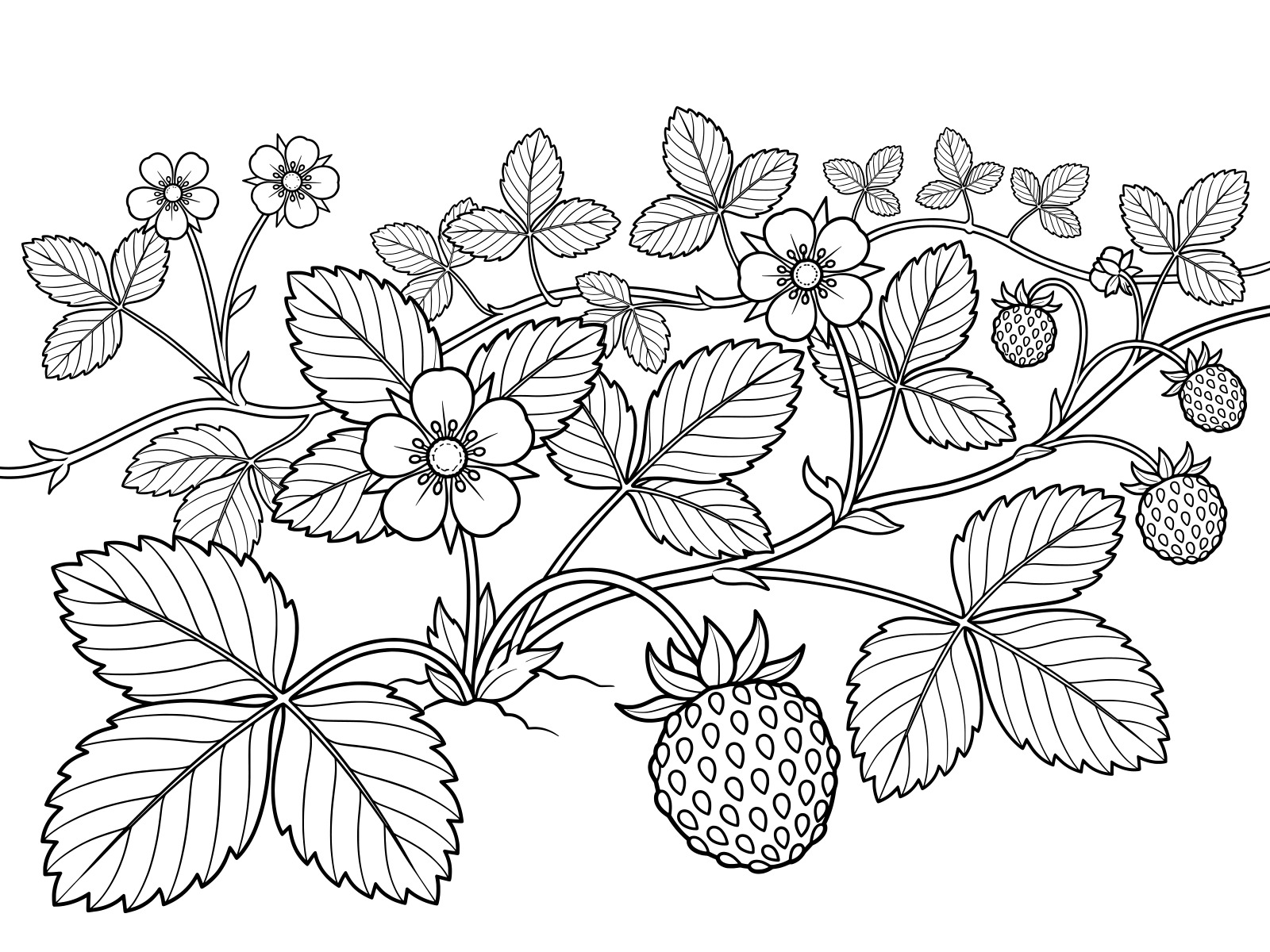 Free printable Mock strawberry spreading on the ground coloring page