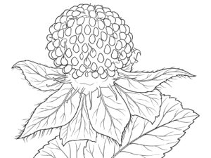 Free printable Mock strawberry fruit (detailed) coloring page