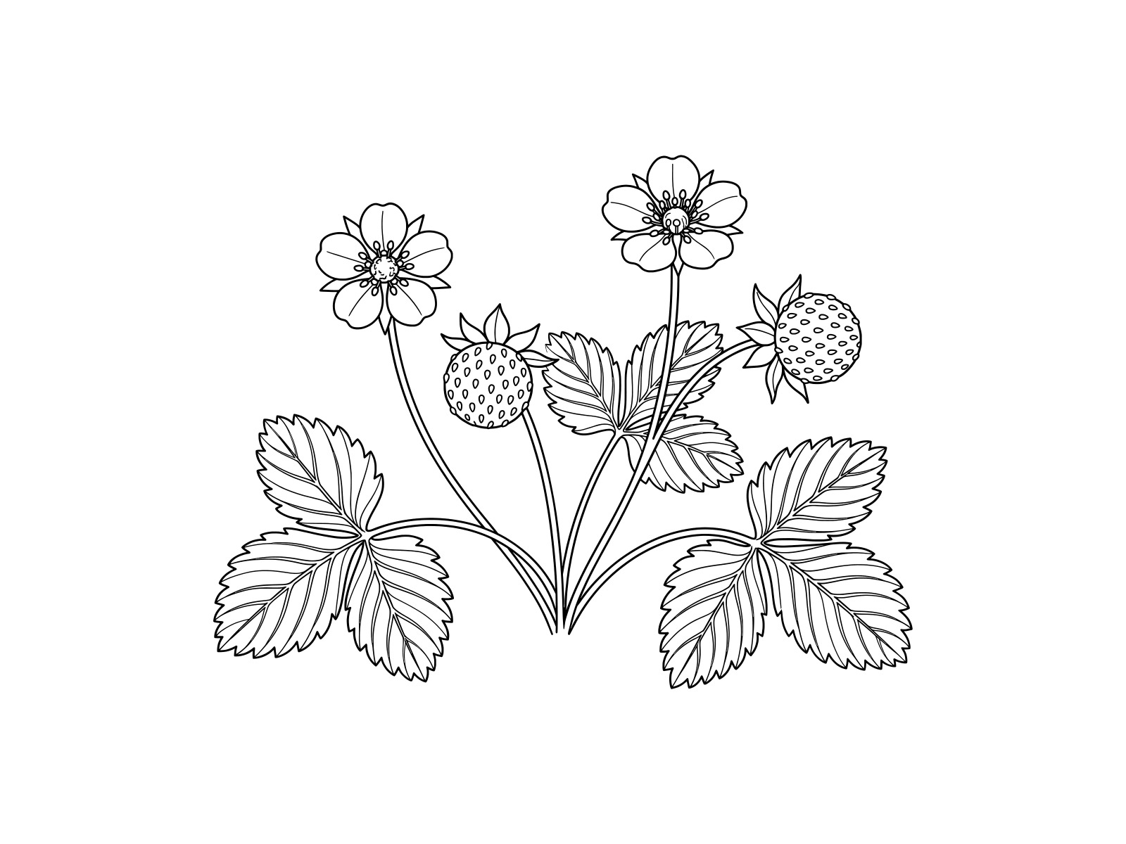 Free printable Mock strawberry coloring page