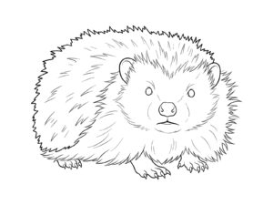 ハリネズミの無料塗り絵イラスト（知育・高齢者レク用）