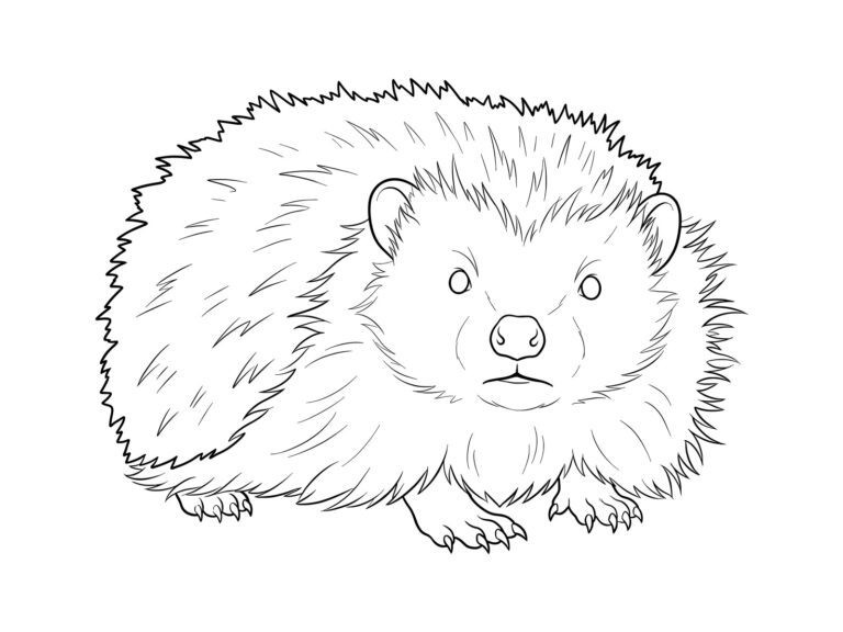 ハリネズミの無料塗り絵イラスト（知育・高齢者レク用）