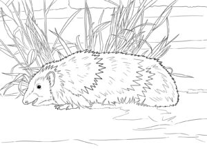 草むらのハリネズミの無料塗り絵イラスト（知育・高齢者レク用）