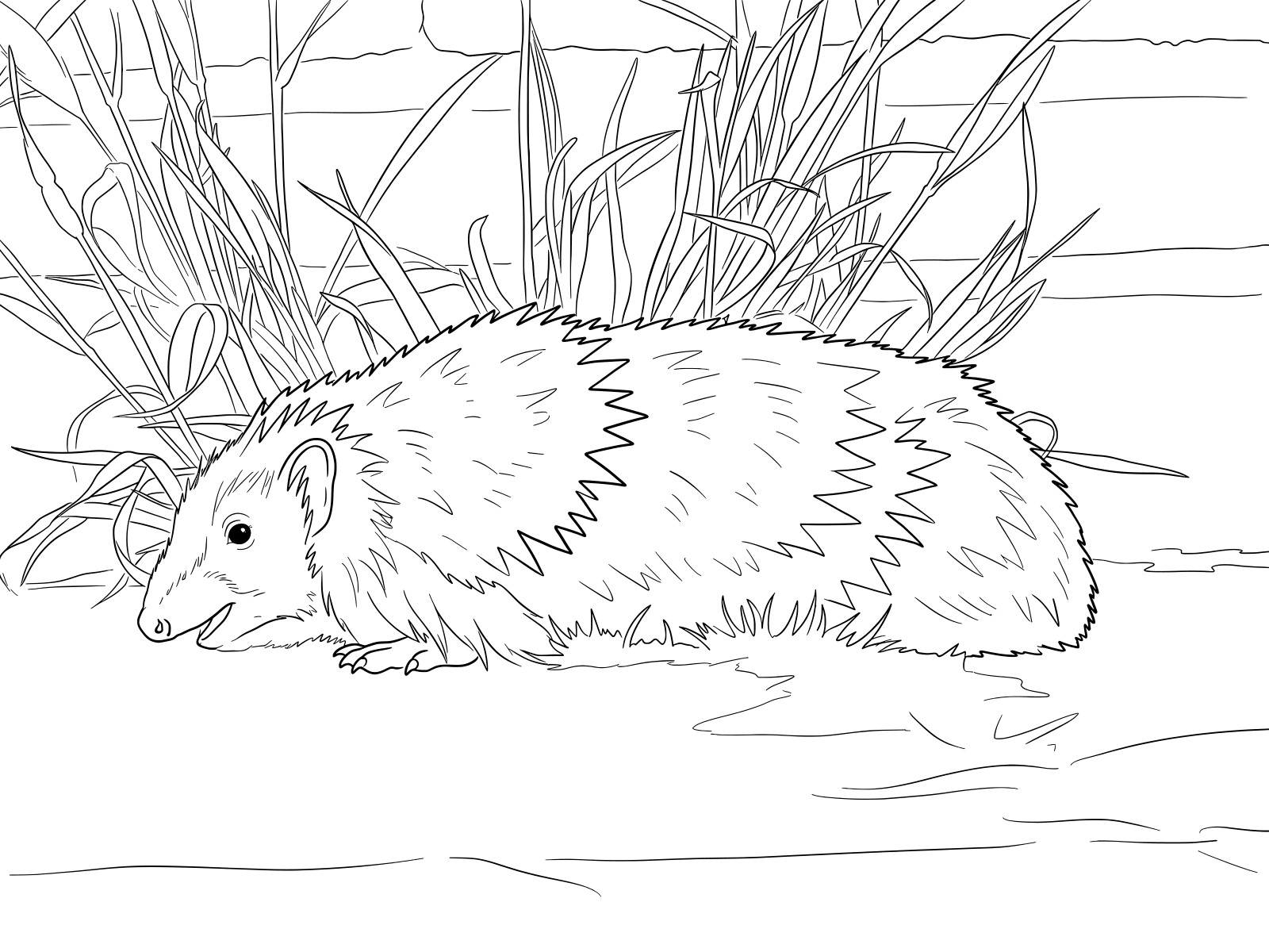 Free printable Hedgehog in the grass coloring page