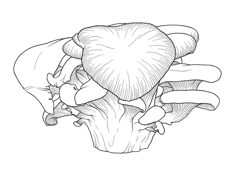 Free printable Oyster mushroom coloring page