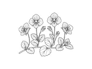 オオイヌノフグリの無料塗り絵イラスト（知育・高齢者レク用）