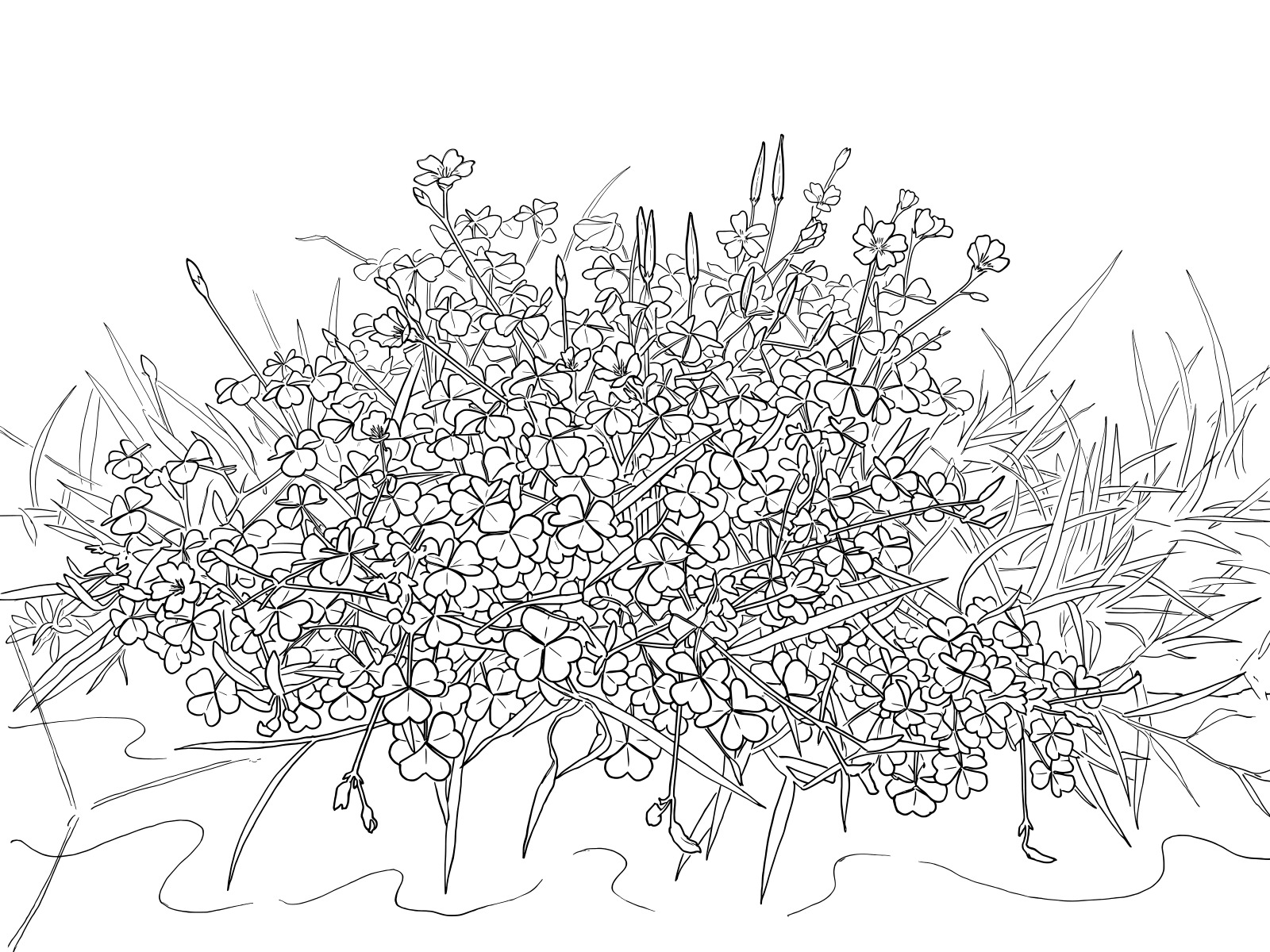 Free printable Creeping woodsorrel coloring page