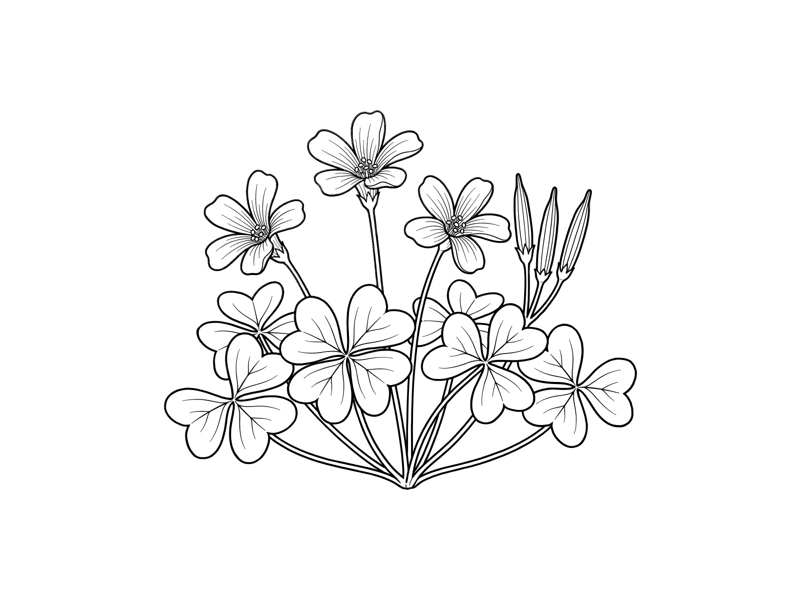 Free printable Creeping woodsorrel coloring page
