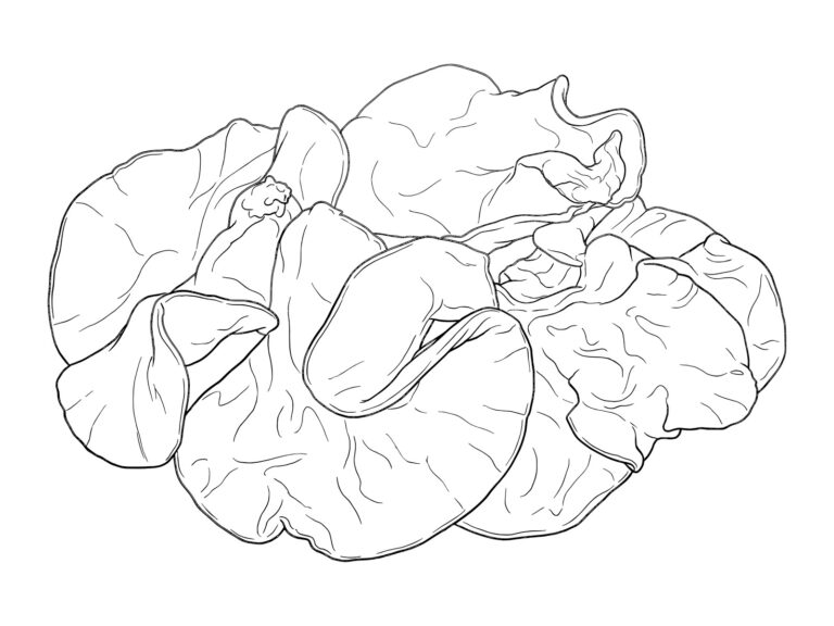 Free printable Wood ear mushroom coloring page