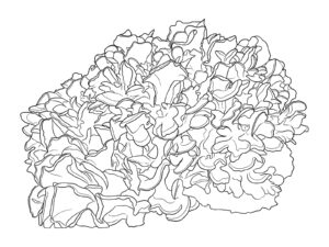 Free printable Maitake mushroom coloring page
