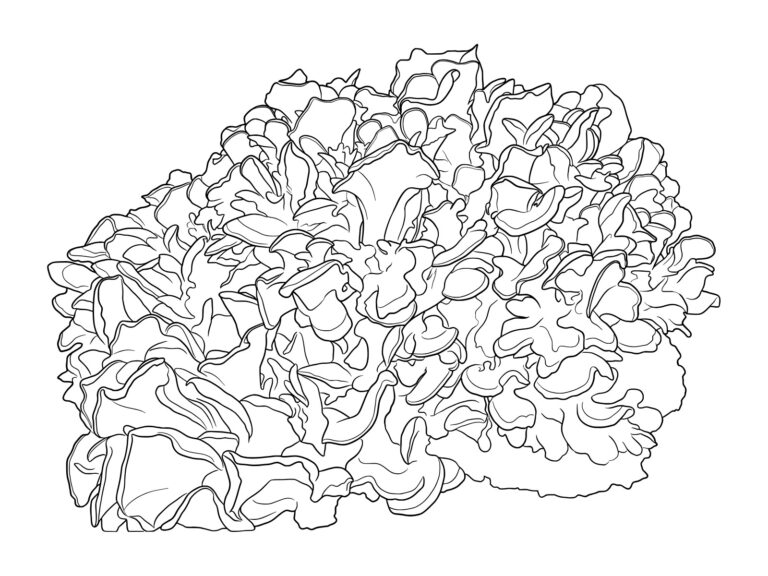 Free printable Maitake mushroom coloring page