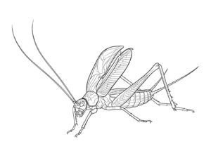 Free printable Pine cricket (singing with raised wings) coloring page