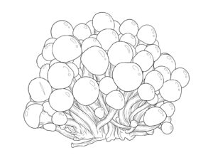 Free printable Nameko mushroom coloring page