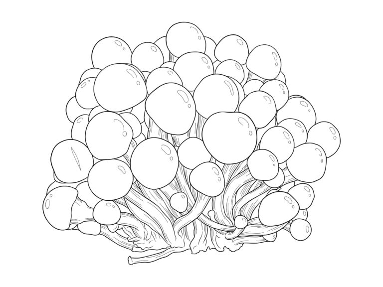 Free printable Nameko mushroom coloring page