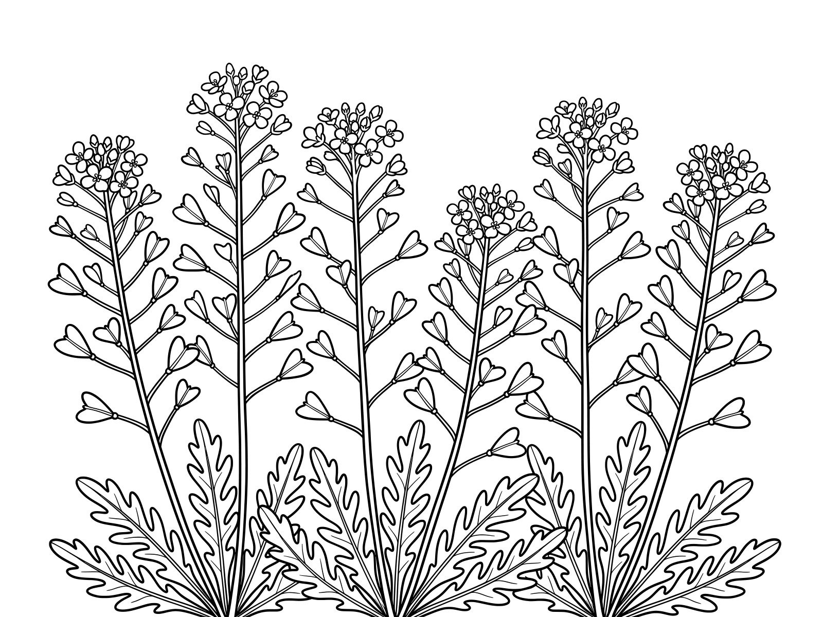 Free printable Group of shepherd's purses coloring page