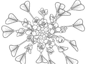 ナズナの花と実（上から見た様子）の無料塗り絵イラスト（知育・高齢者レク用）