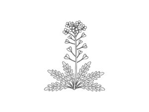 ナズナ（ぺんぺん草）の無料塗り絵イラスト（知育・高齢者レク用）