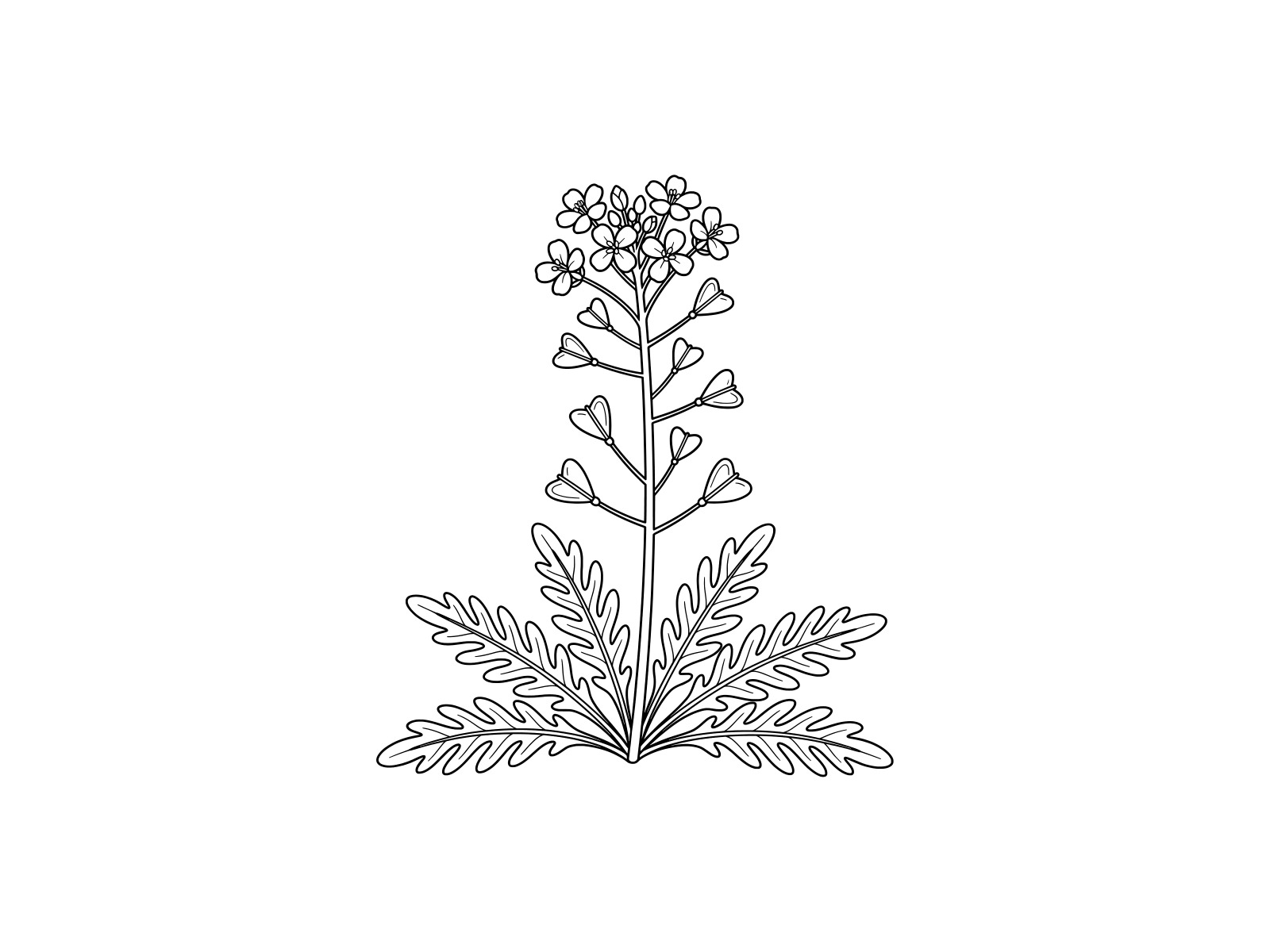 Free printable Shepherd's purse coloring page