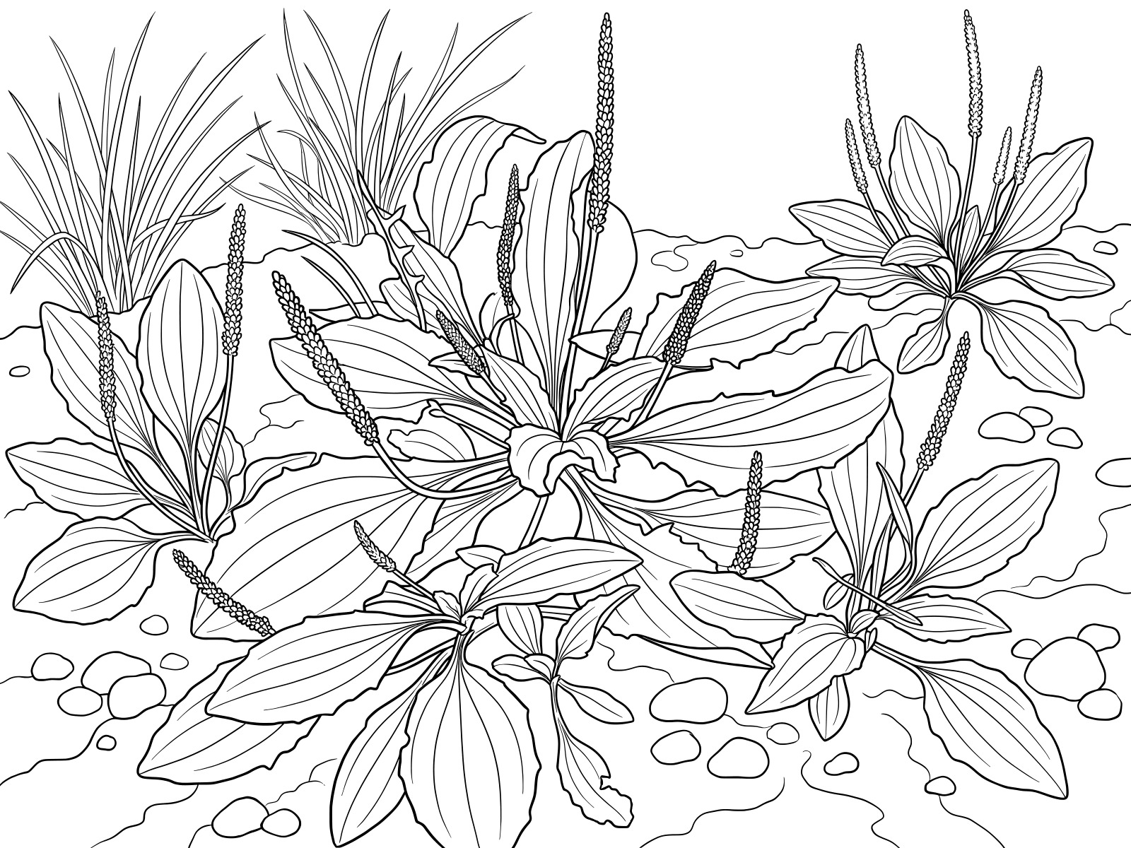Free printable Broadleaf plantain spreading on the ground coloring page