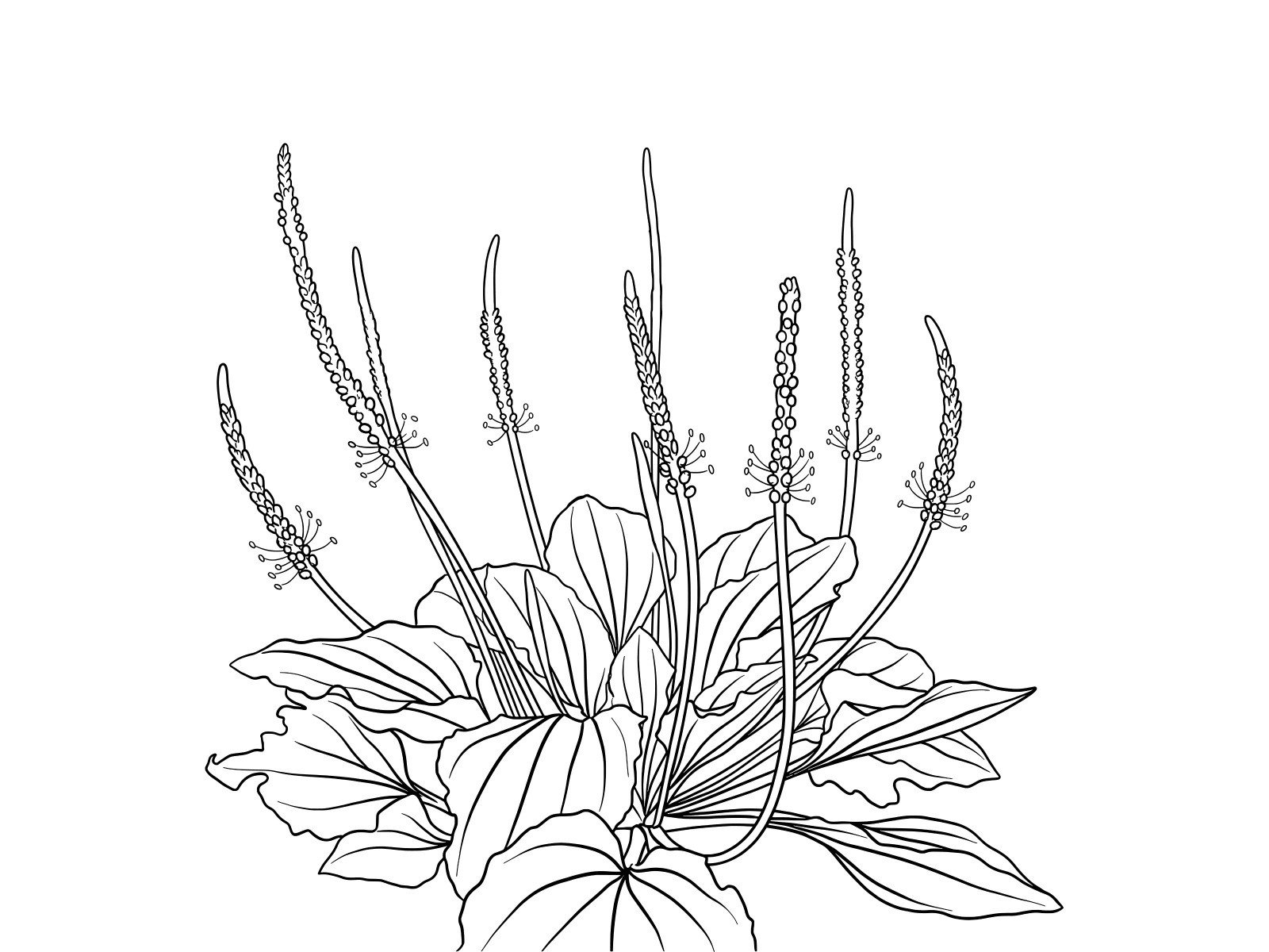 Free printable Plantain coloring page