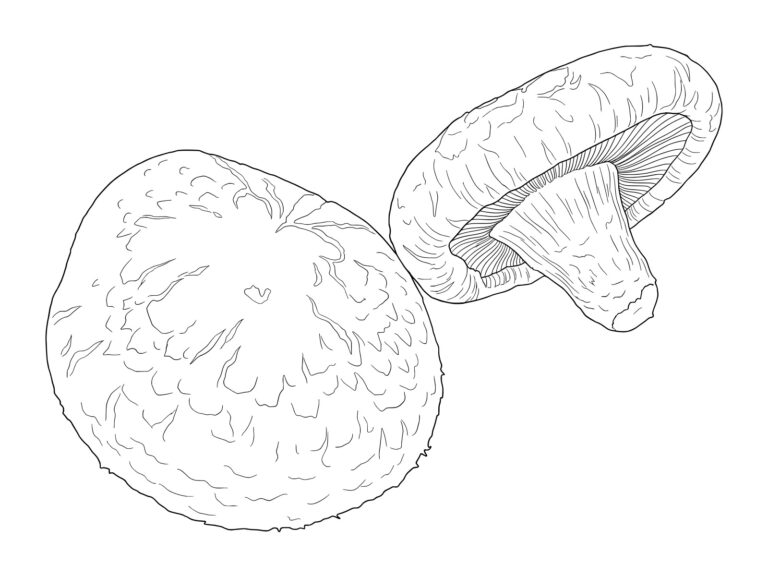 Free printable Shiitake mushroom coloring page