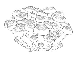 Free printable Shimeji (Beech Mushroom) coloring page
