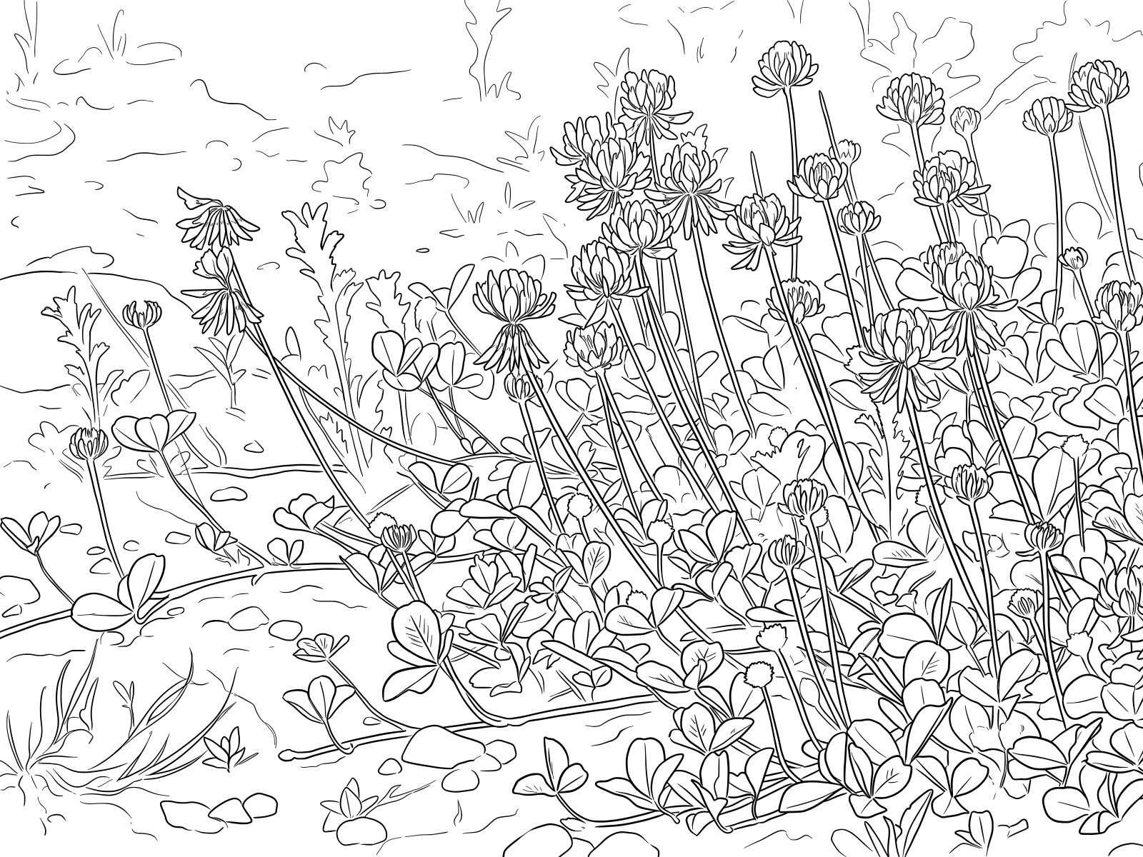 Free printable White clover spreading on the ground coloring page
