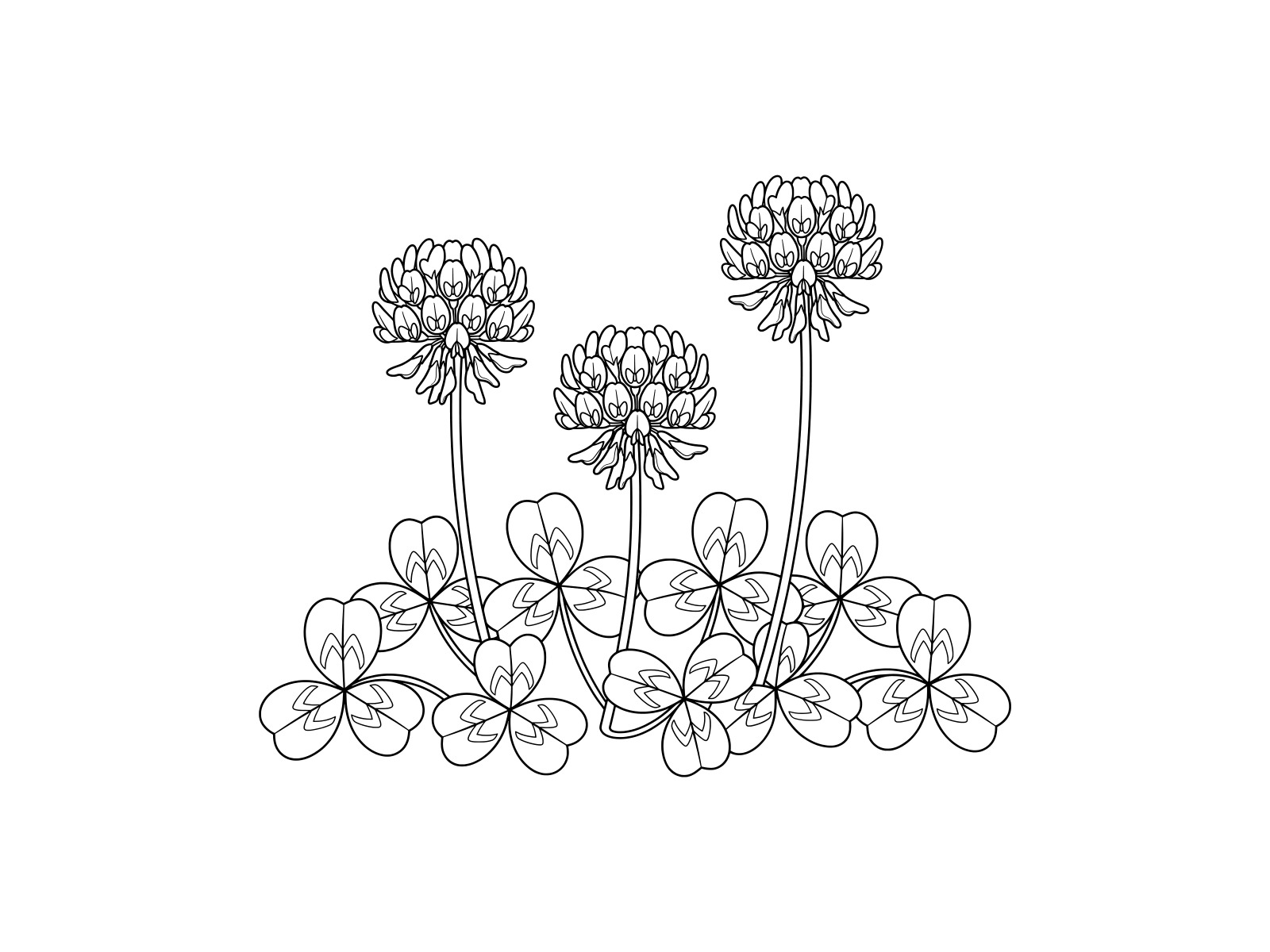 Free printable White clover coloring page