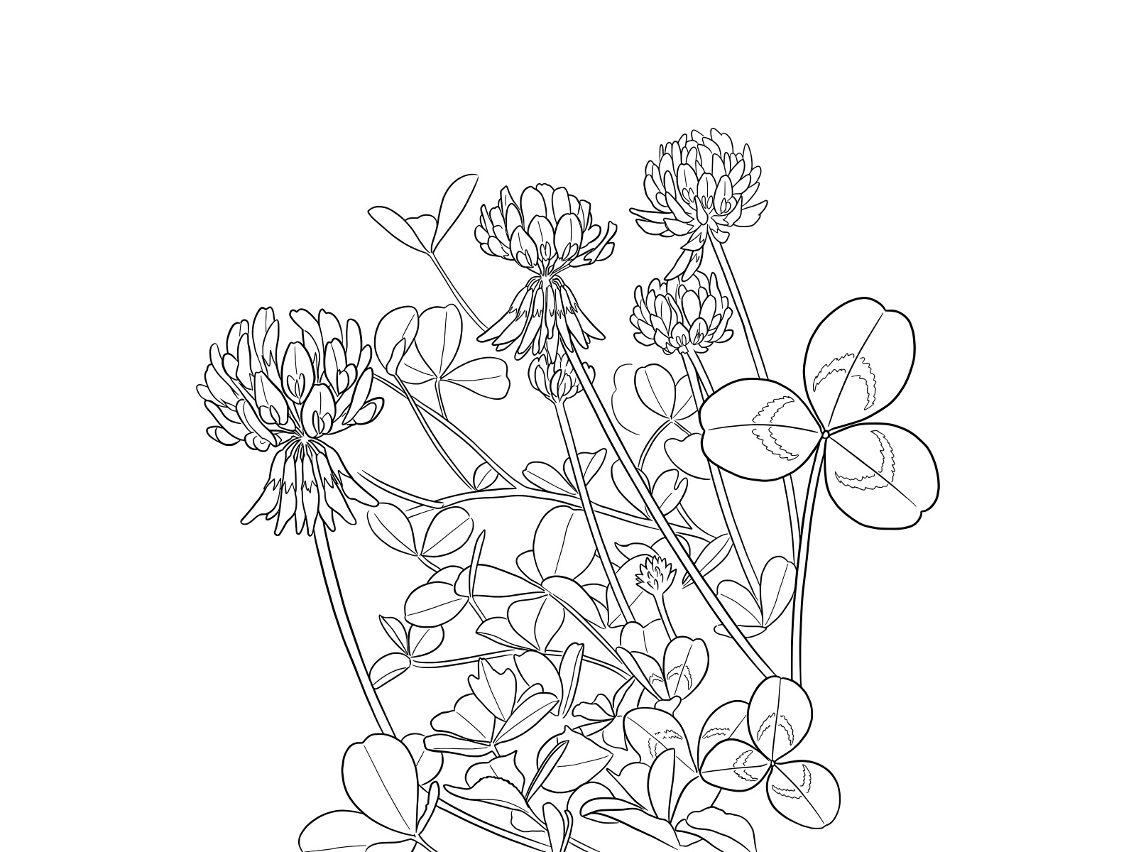 Free printable White clover coloring page