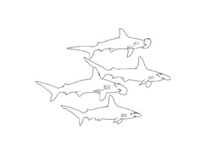 Free printable School of hammerhead sharks coloring page