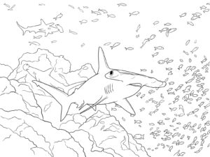 シュモクザメ（ハンマーヘッドシャーク）の無料塗り絵イラスト（知育・高齢者レク用）