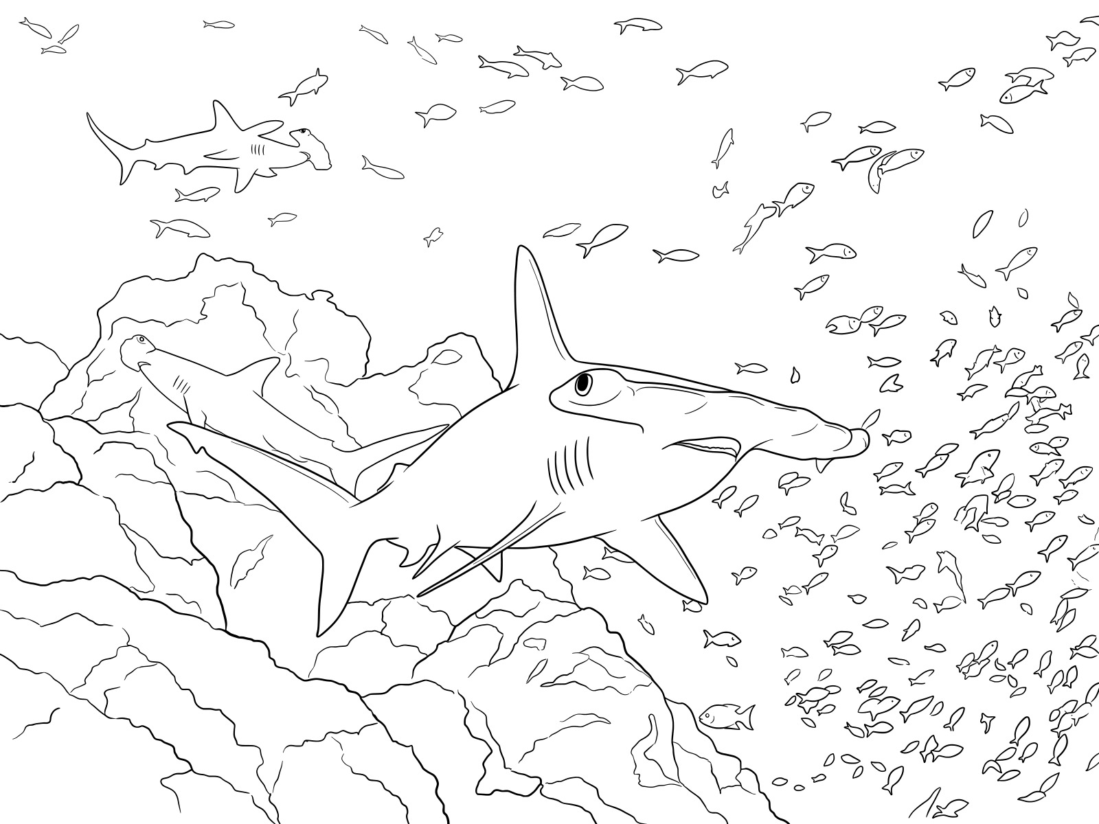 シュモクザメ（ハンマーヘッドシャーク）の無料塗り絵イラスト（知育・高齢者レク用）