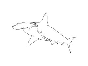 Free printable Hammerhead shark coloring page