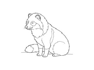 タヌキの無料塗り絵イラスト（知育・高齢者レク用）