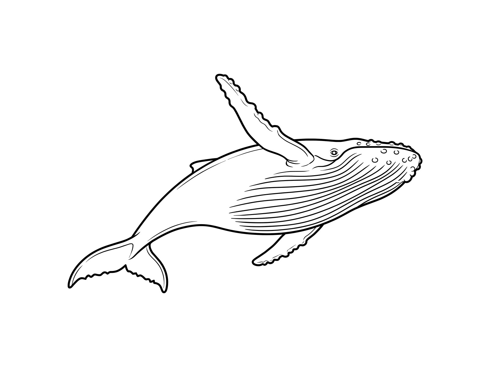 ザトウクジラの無料塗り絵イラスト（知育・高齢者レク用）