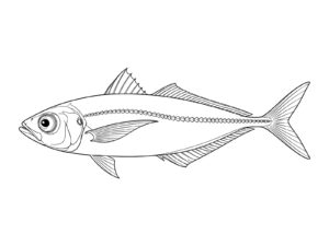Free printable Japanese horse mackerel coloring page