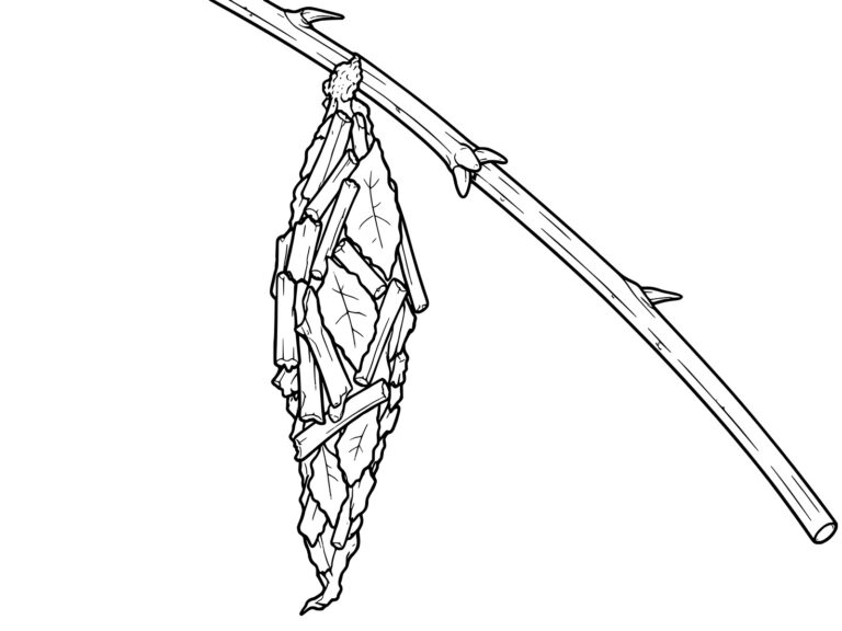 Free printable Bagworm coloring page