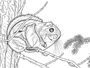 木にとまるエゾモモンガの無料塗り絵イラスト（知育・高齢者レク用）