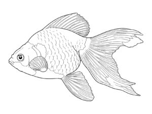 琉金の無料塗り絵イラスト（知育・高齢者レク用）