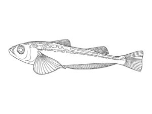 Free printable Sailfin sandfish (side view) coloring page