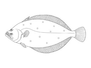 ヒラメ（鮃）の無料塗り絵イラスト（知育・高齢者レク用）